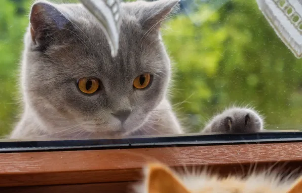 Кошка, кот, взгляд, стекло, кошки, поза, окно, мордашка