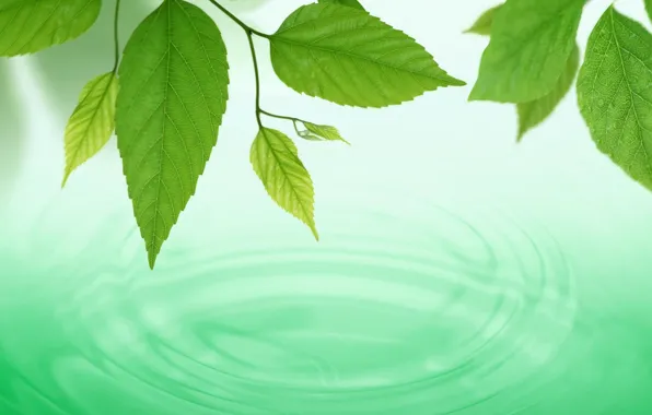 Картинка вода, макро, круги, фон, green, widescreen, обои, Листья
