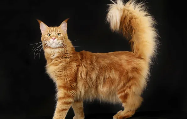 Картинка кот, пушистый, рыжий, домашний, мейн-кун, породистый, аборигенная порода