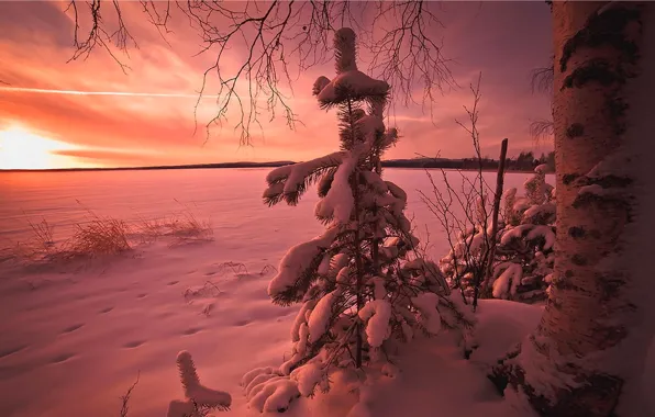 Картинка зима, небо, облака, снег, закат, дерево