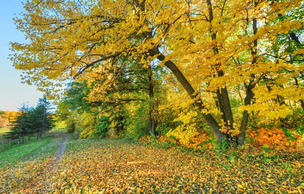 Картинка дорога, осень, лес, небо, листья, деревья, парк