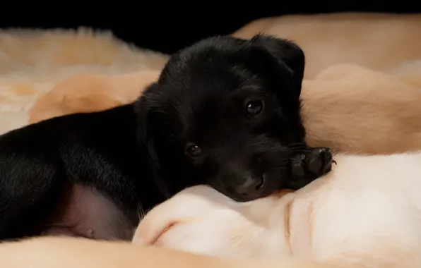 Картинка взгляд, черный, собака, малыш, щенки, щенок, лежит, мордашка