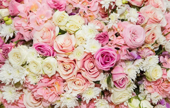 Картинка цветы, фон, розы, розовые, бутоны, pink, flowers, roses