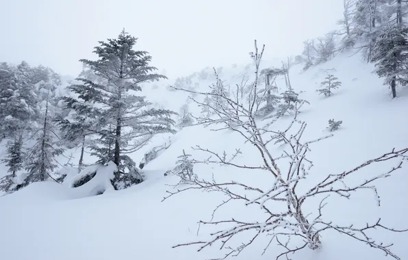 Картинка зима, снег, деревья, туман, склон