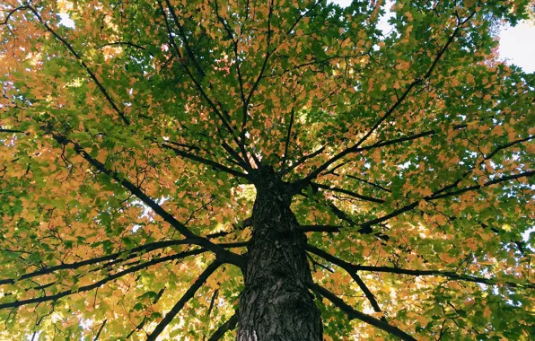 Картинка осень, небо, листья, дерево, ствол, крона