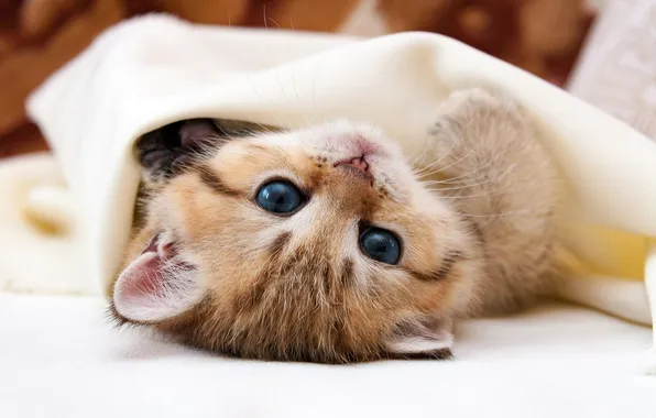 Кошка, взгляд, поза, котенок, малыш, покрывало, рыжий, лежит