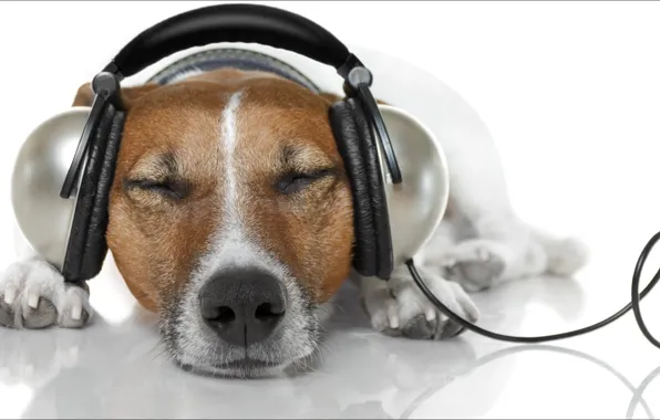 Собака, наушники, relax, Music, animals, oops, dogs, other