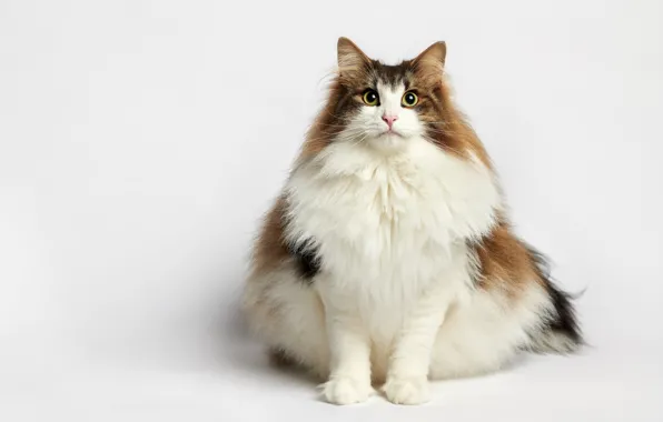 Картинка кошка, портрет, белый фон, пушистая, котейка, Норвежская лесная кошка