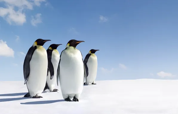 Лед, пингвины, стоят