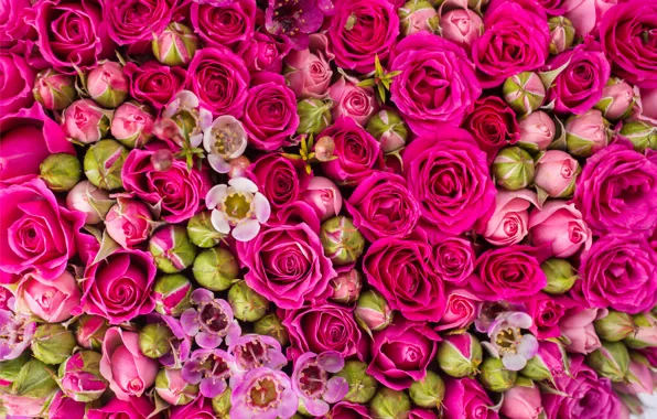 Розы, pink, flowers, roses