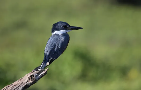Blue, White, Ringed Kingfisher, Branch