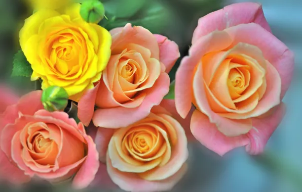 Картинка макро, розы, бутоны