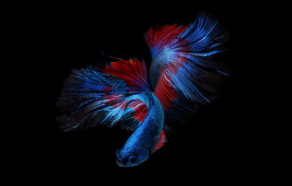 Картинка синий, красный, цвет, рыбка, черный фон