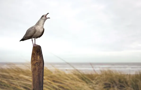 Песок, Пляж, Птица, Чайка, Beach, Sand, Bird, Seagull