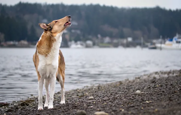 Взгляд, друг, собака