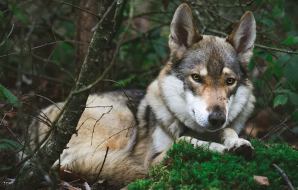 Картинка ветки, природа, поза, волк, лежит