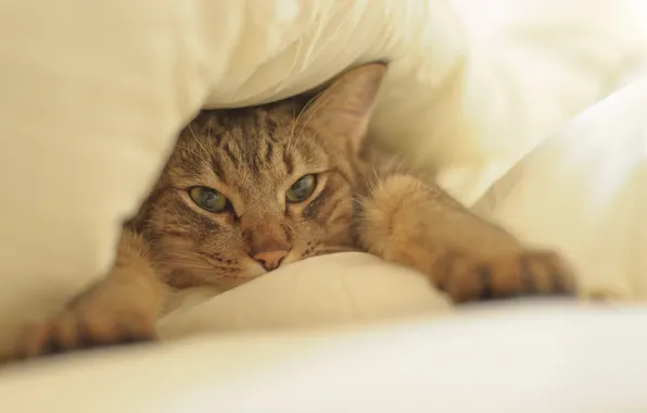 Картинка кот, морда, лапы, постель