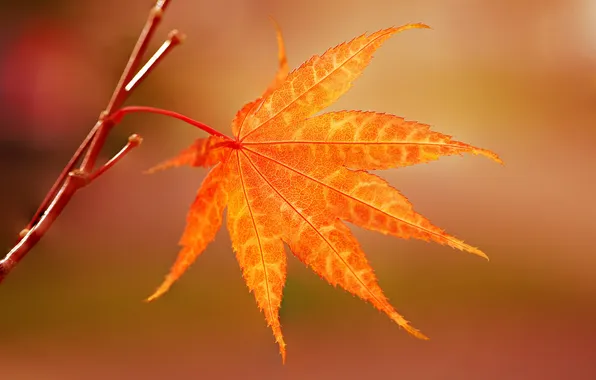 Осень, лист, ветка, японский клен