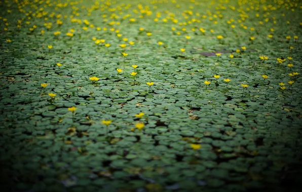 Картинка природа, озеро, лилии
