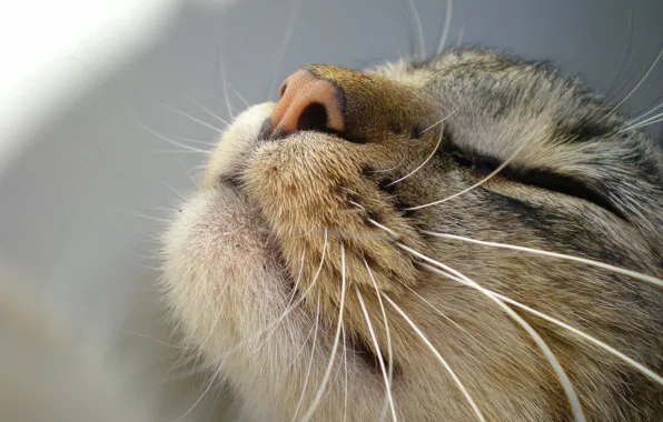 Картинка кошка, усы, морда