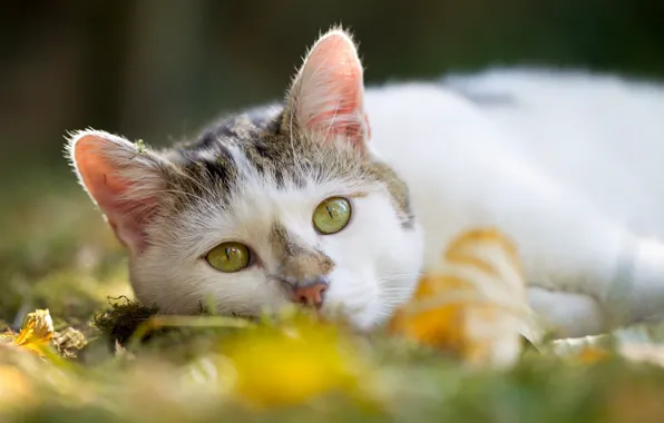 Кот, взгляд, размытость, зелёные глаза