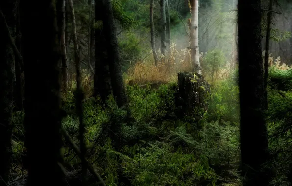 Картинка лес, трава