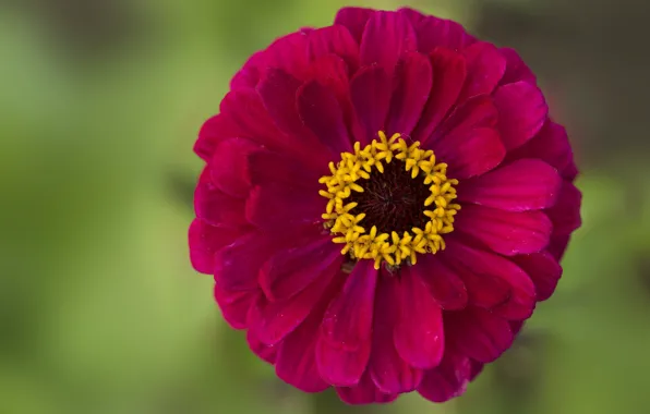Лепестки, бутон, Red Flowers, Цинния
