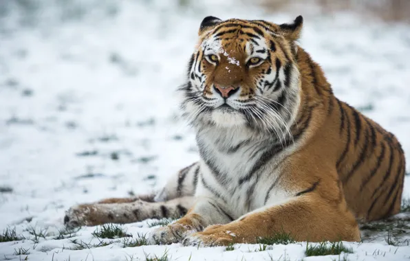 Картинка взгляд, снег, тигр, дикая кошка