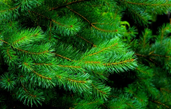 Green, pine, twig
