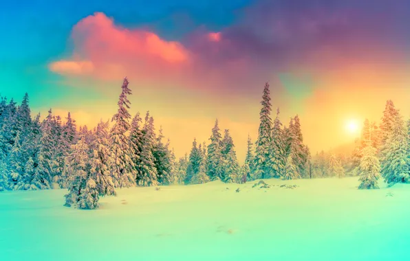 Зима, небо, снег, пейзаж, природа, фото, ель