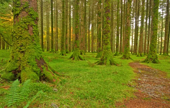 Картинка лес, трава, деревья, мох, дорожка, тропинка