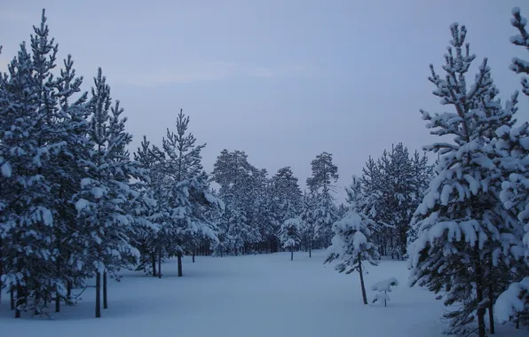 Снег, деревья, Лес