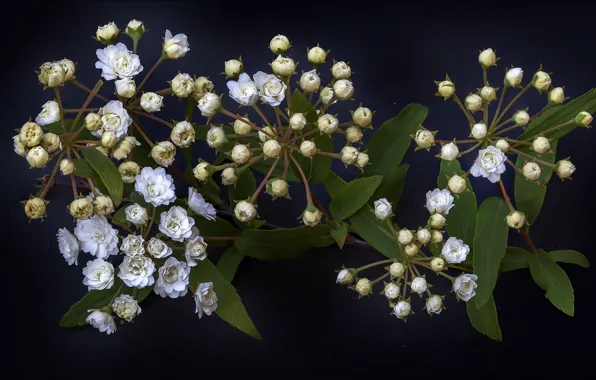 Цветы, white, трио, nature, flowers, композиция, светлое, trio