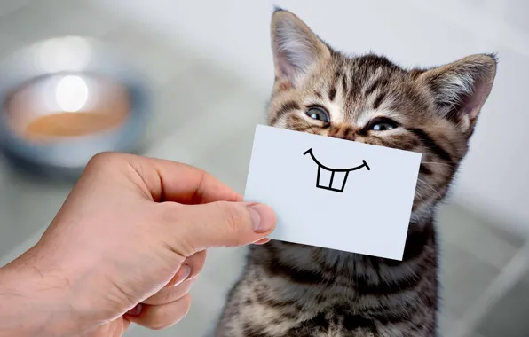Кошка, улыбка, котенок, рука, юмор, зубы, малыш, мордашка