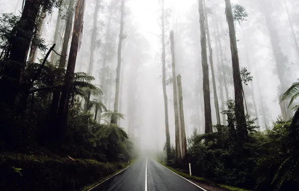 Дорога, лес, природа, туман