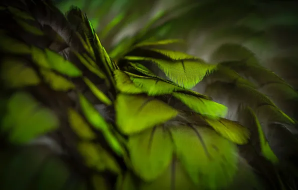 Green, Макро, перья, зелёные, тёмные обои
