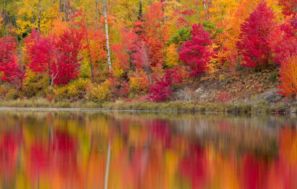 Картинка осень, лес, листья, деревья, отражение, река, берег, багрянец