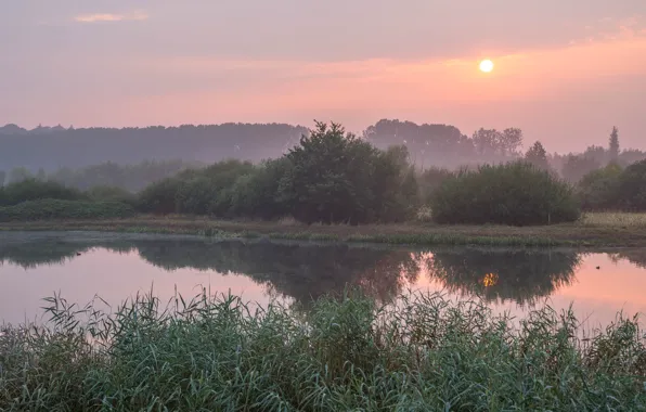 Лес, трава, солнце, облака, туман, озеро, отражение, рассвет