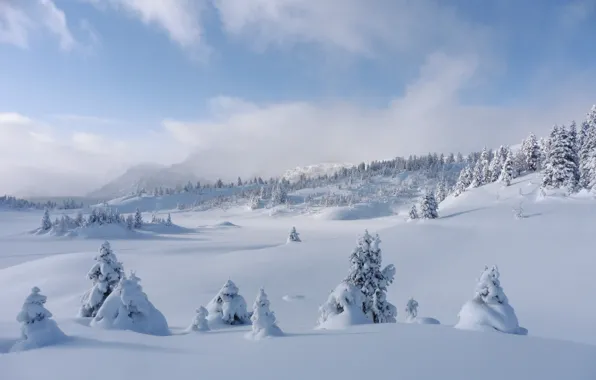 Зима, снег, деревья, ели, Канада, сугробы, Альберта, Banff National Park