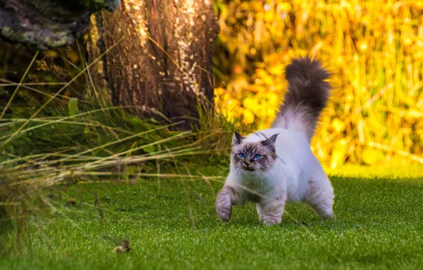 Кот, прогулка, пушистый хвост, Бирманская кошка