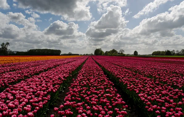 Горизонт, trees, ферма, horizon, farm, деревьев, полевых цветов, flowers field