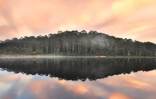 Лес, облака, деревья, туман, Австралия, Beedelup Lake, Пембертон, Karri forest