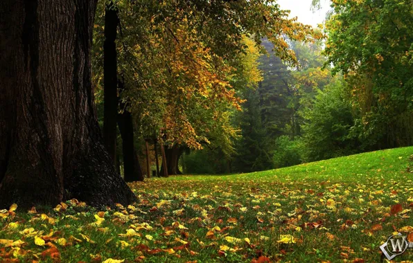 Осень, лес, сказочный лес