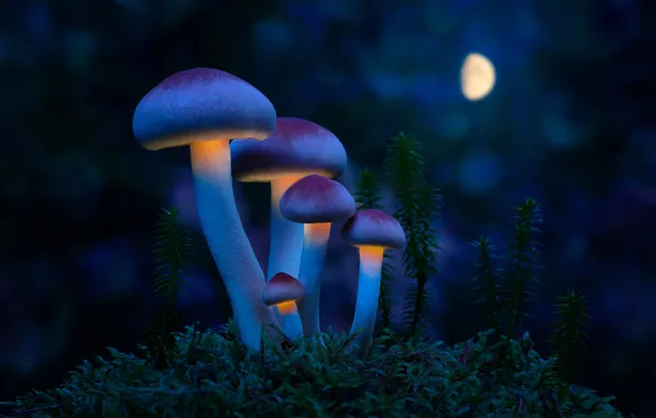 Картинка moonlight, mushroom, mushrooms, moss, mystery, mystical, mythical