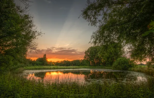 Картинка зелень, лето, природа, пруд, рассвет