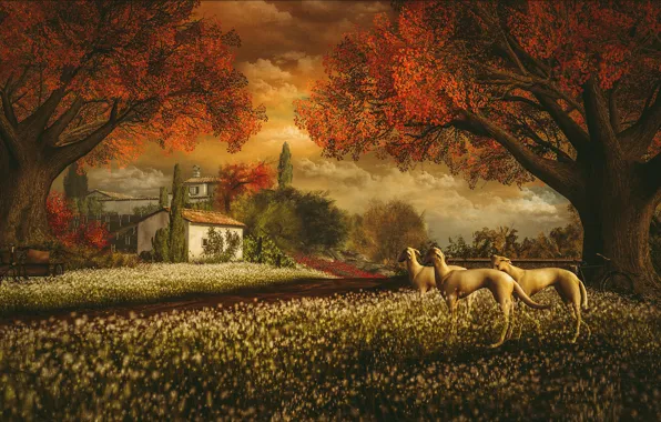 Картинка осень, собаки, небо, облака, пейзаж, закат, цветы, природа