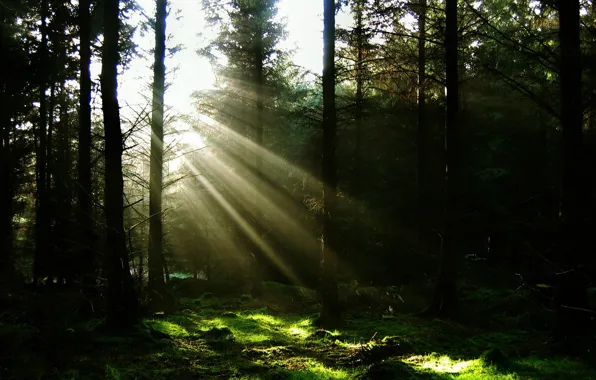 Картинка лес, солнце, лучи, свет