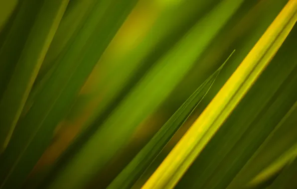 Картинка трава, зелёный, текстуры, green textures