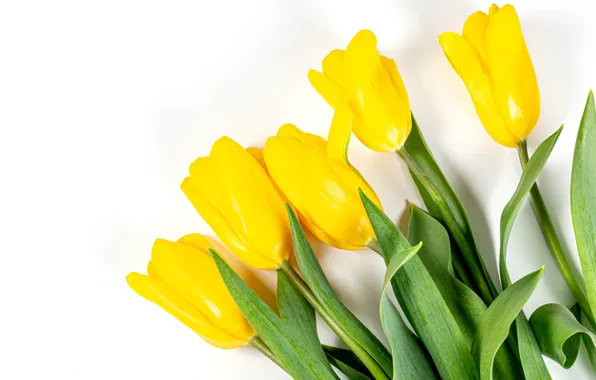 Тюльпаны, белый фон, бутоны, жёлтые