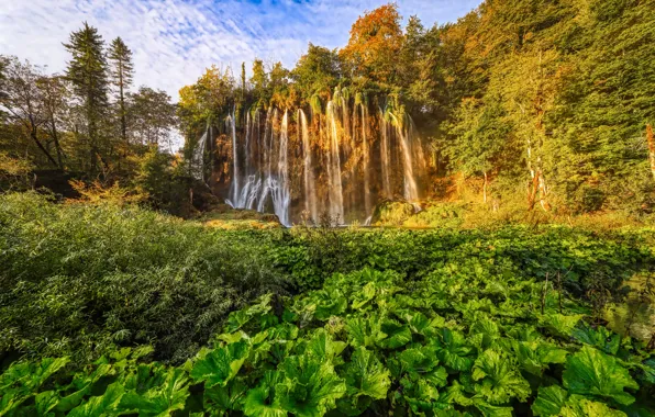 Картинка осень, деревья, растительность, водопад, Хорватия, Croatia, лопухи, Плитвицкие озёра